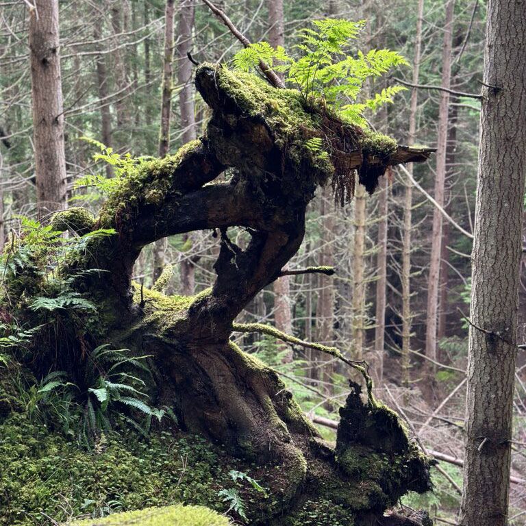 Hagia Chora Systemisches 01