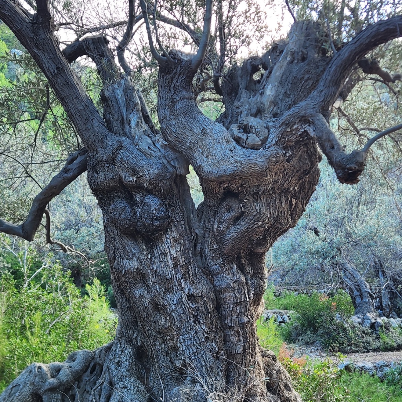 Natur Spiegel Seele